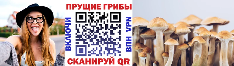 Галлюциногенные грибы Psilocybe  гидра зеркало  Ишим 